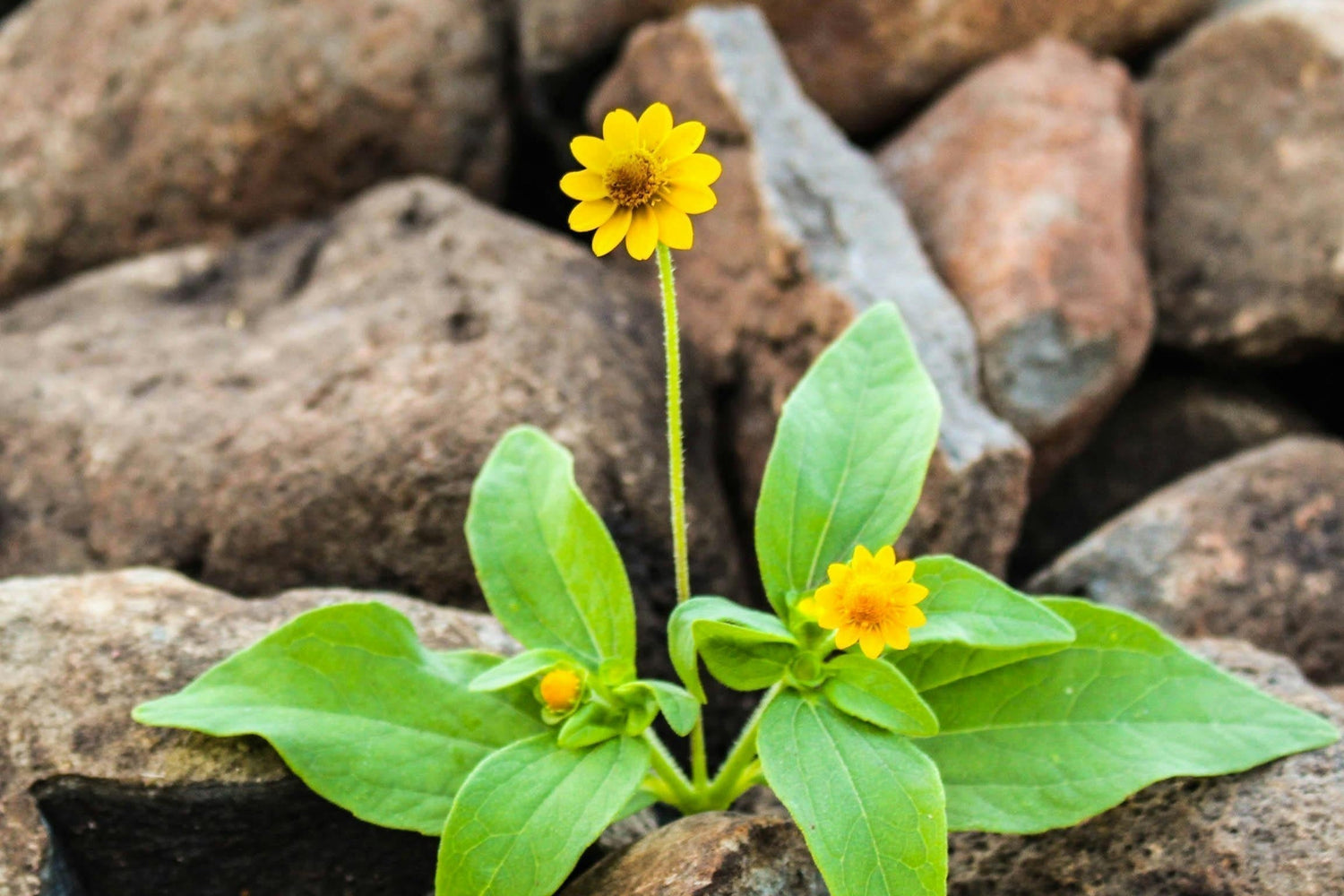 Que savons-nous de la résilience