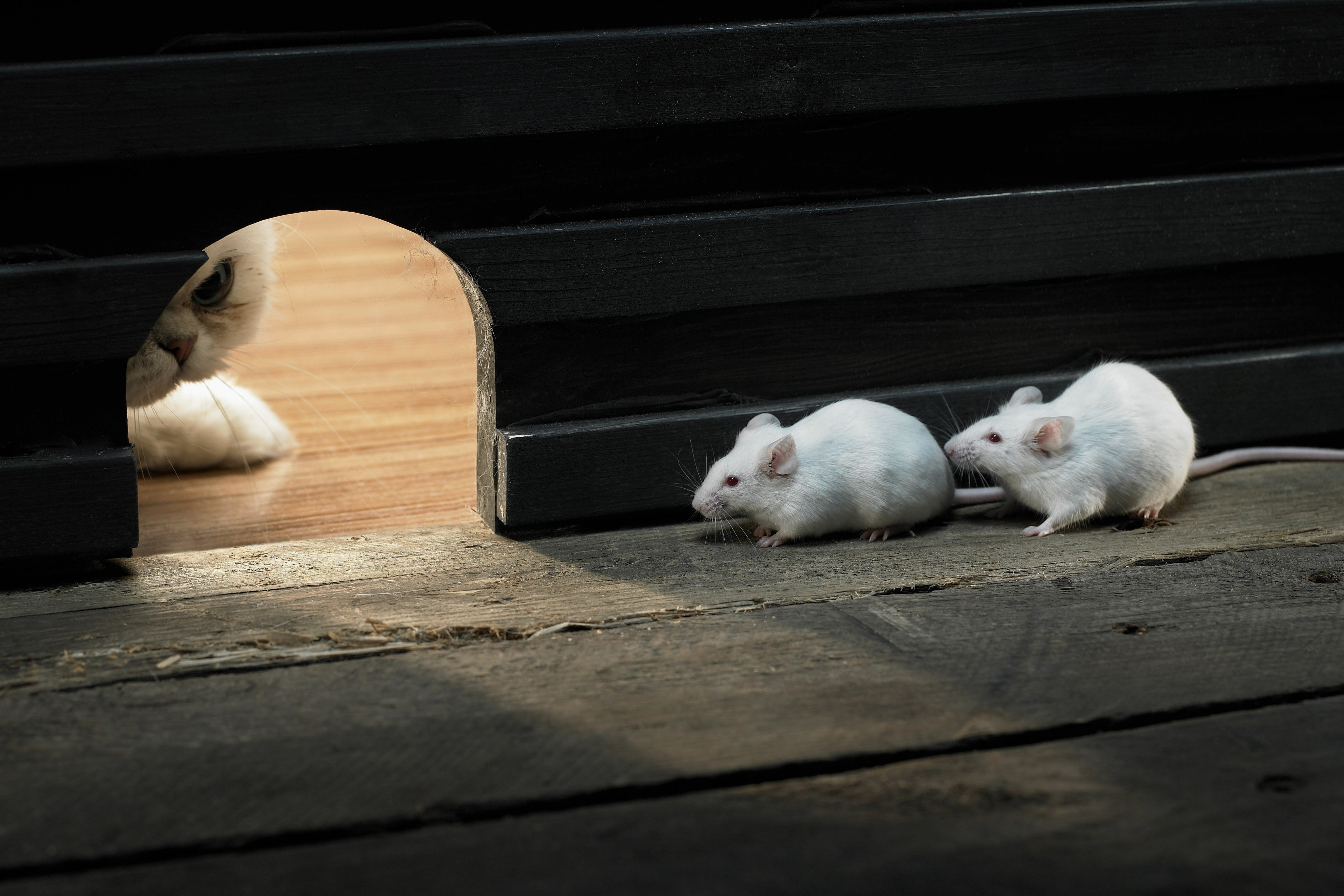 Treinamento de Controle do Estresse - Regulando o estresse no trabalho com o método SPARK