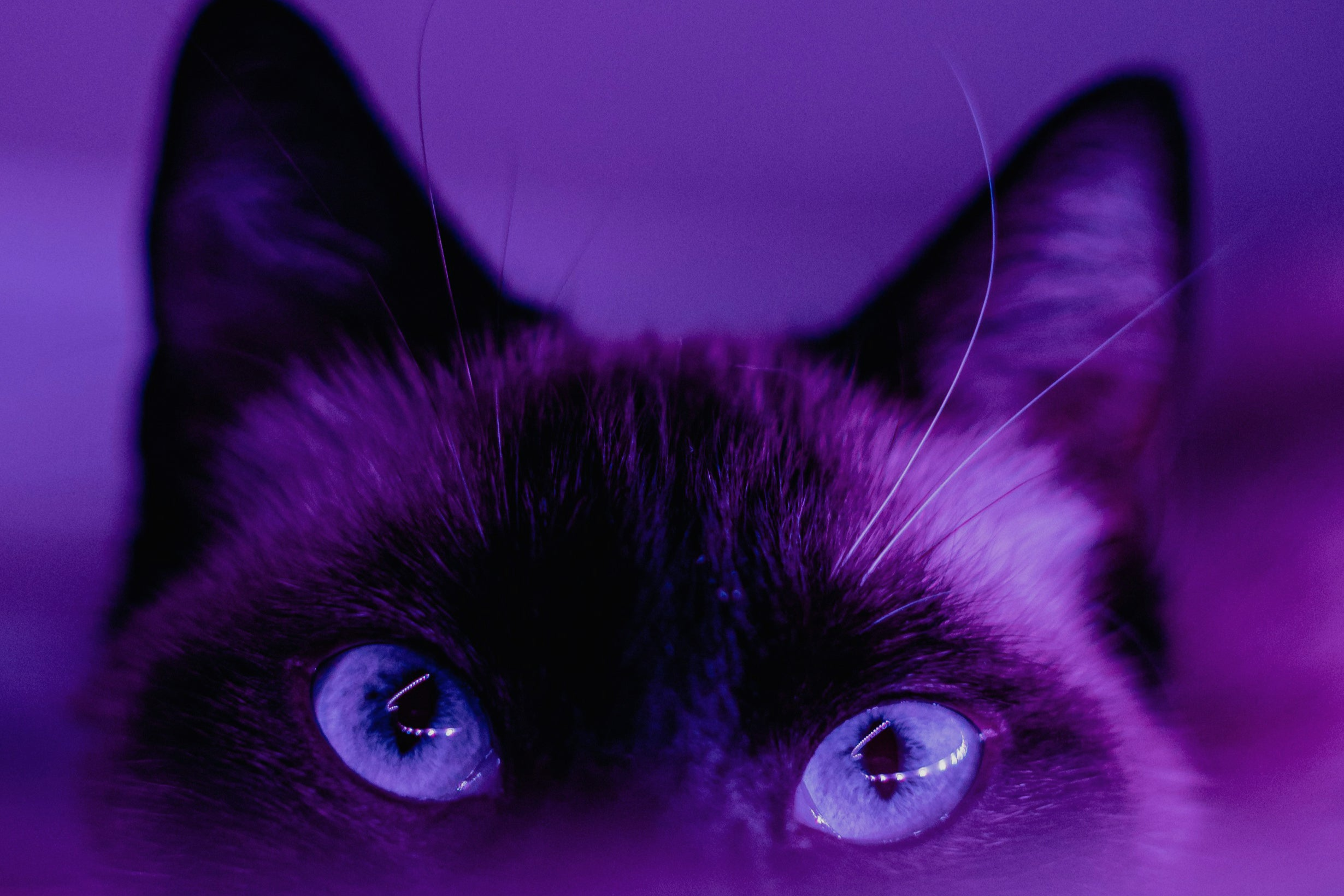 Formation Facilitation - Neuroscience de l'apprentissage